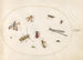 Planche 64, onze insecten, darunter eine Libelle und ein Langhornkäfer - Joris Hoefnagel — Ansicht des Kunstwerks