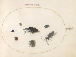Joris Hoefnagel - Plate 66 Two Oil Beetles a Longhorn Beetle and Four Other Insects.webp