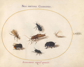 Joris Hoefnagel - Plate 67 Seven Insects Including a White Butterfly and a Bee.webp