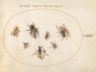 Joris Hoefnagel - Plate 68 Seven Bees and Flies.webp