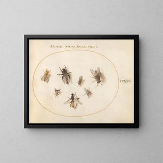 Joris Hoefnagel - Plate 68 Seven Bees and Flies.webp
