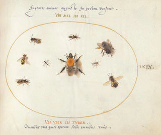 Joris Hoefnagel - Plate 69 Nine Bees and Other Insects.webp