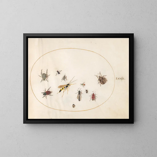 Joris Hoefnagel - Plate 72 Shield Bug Cinnamon Bug Wasp and Other Insects.webp