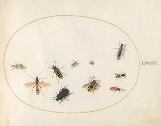 Joris Hoefnagel - Plate 73 Ten Insects.webp