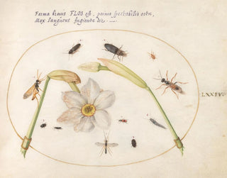 Joris Hoefnagel - Plate 74 Insects with White Daffodils.webp