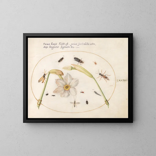 Joris Hoefnagel - Plate 74 Insects with White Daffodils.webp