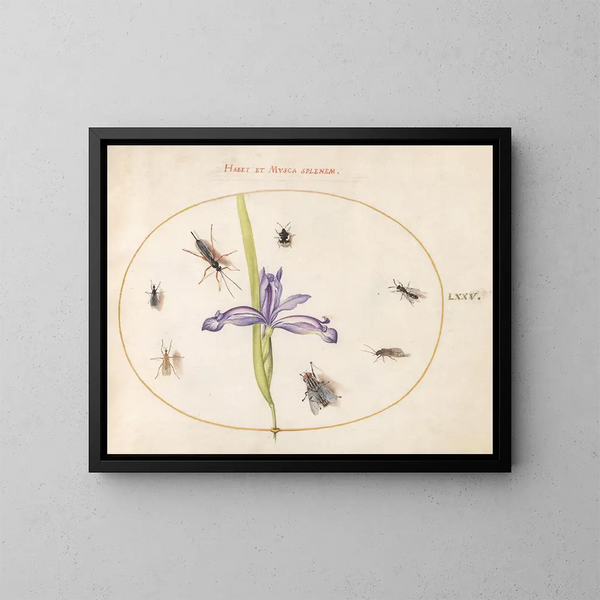 Platinen-Gemälde 75 Eine Fliege und andere Insekten mit einer Iris - Joris Hoefnagel — gerahmtes Bild an der Wand