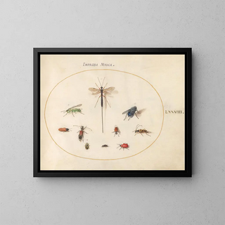 Joris Hoefnagel - Plate 78 Ten Insects Including a Blue Fly.webp