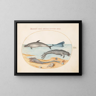 Joris Hoefnagel - Plate 8 A Dolphin Two Seals a Brethmechin and Shells.webp