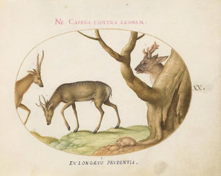 Joris Hoefnagel - Three Types of Stags with a Dormouse.webp
