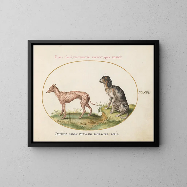 Zwei gefleckte Hunde - Joris Hoefnagel — gerahmtes Bild an der Wand