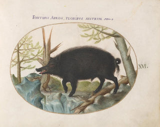 Sanglier - Joris Hoefnagel — Ansicht des Kunstwerks