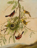 Loriot des vergers - Joseph Bartholomew Kidd — Ansicht des Kunstwerks