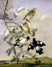 Kardinal mit rosa Brust - Joseph Bartholomew Kidd — Ansicht des Kunstwerks