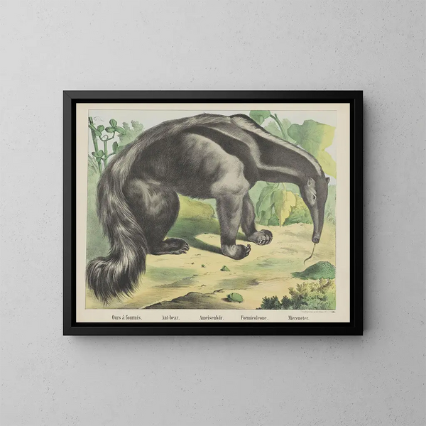 Ameisenbär - Joseph Scholz — gerahmtes Bild an der Wand
