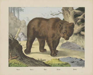 Bär - Joseph Scholz — Ansicht des Kunstwerks