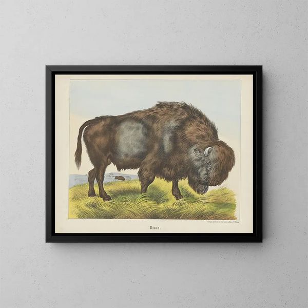 Bison - Joseph Scholz — gerahmtes Bild an der Wand