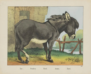 Joseph Scholz - Donkey.webp