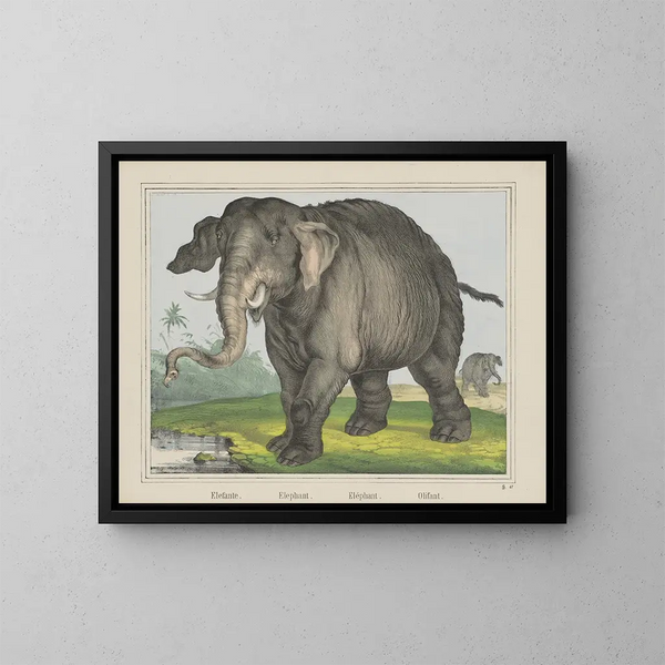 Elefant - Joseph Scholz — gerahmtes Bild an der Wand
