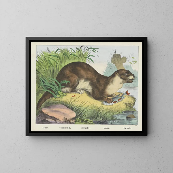 Flussotter - Joseph Scholz — gerahmtes Bild an der Wand