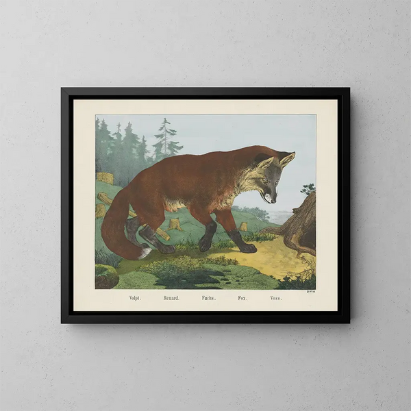 Fuchs - Joseph Scholz — gerahmtes Bild an der Wand