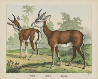 Antilope Gazelle - Joseph Scholz — Ansicht des Kunstwerks