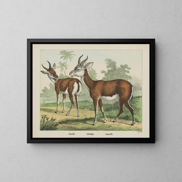 Antilope Gazelle - Joseph Scholz — gerahmtes Bild an der Wand