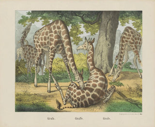 Giraffe - Joseph Scholz — Ansicht des Kunstwerks