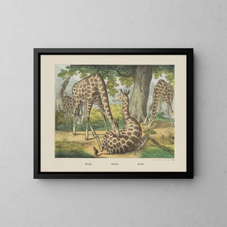 Giraffe - Joseph Scholz — gerahmtes Bild an der Wand