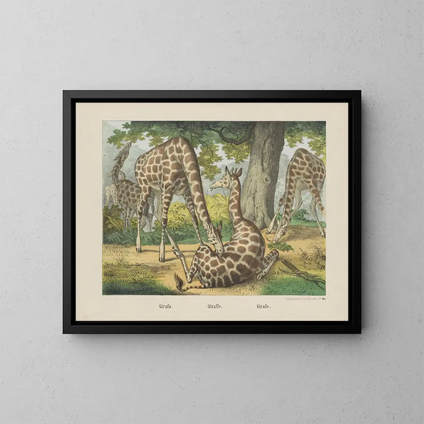 Giraffe - Joseph Scholz — gerahmtes Bild an der Wand