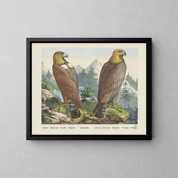 Adler König - Joseph Scholz — gerahmtes Bild an der Wand