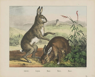 Hase - Joseph Scholz — Ansicht des Kunstwerks