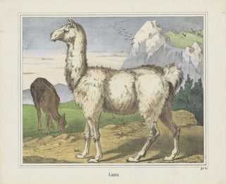 Lama-Gemälde - Joseph Scholz — Ansicht des Kunstwerks