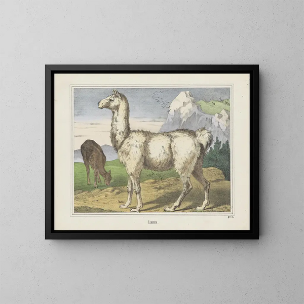 Lama-Gemälde - Joseph Scholz — gerahmtes Bild an der Wand