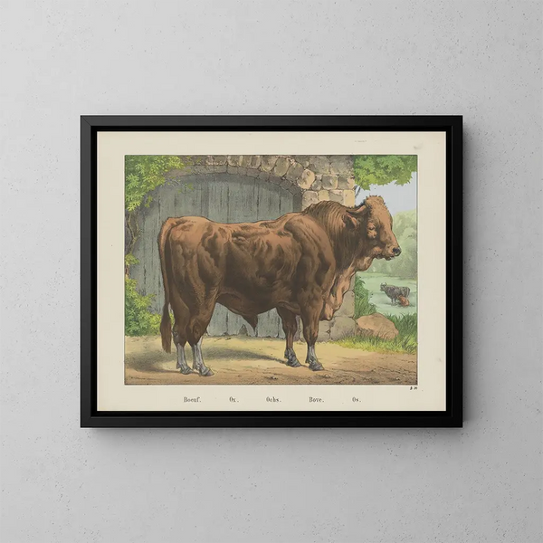 Bœuf - Joseph Scholz — gerahmtes Bild an der Wand