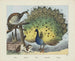 Pfau - Joseph Scholz — Ansicht des Kunstwerks