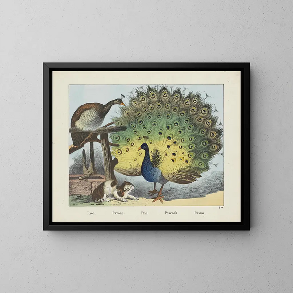 Pfau - Joseph Scholz — gerahmtes Bild an der Wand