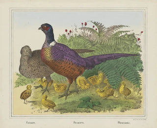 Joseph Scholz - Pheasants.webp