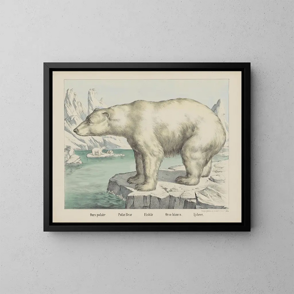 Eisbär - Joseph Scholz — gerahmtes Bild an der Wand