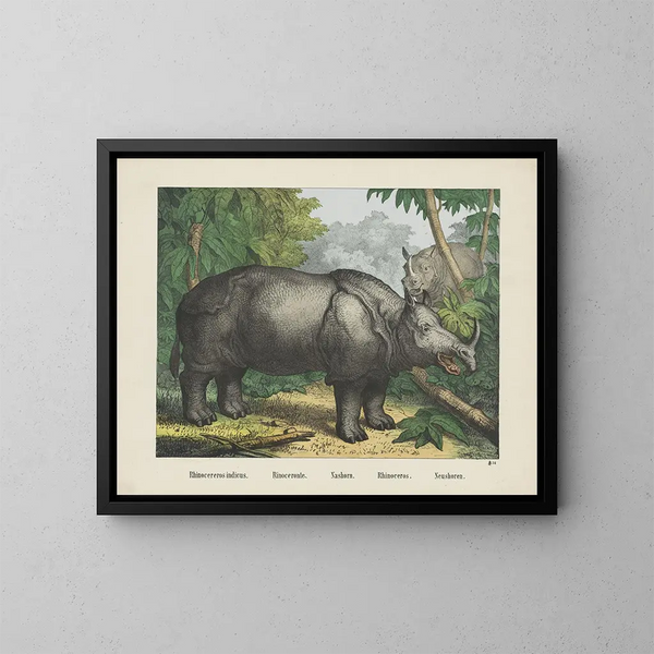 Rhinocéros - Joseph Scholz — gerahmtes Bild an der Wand