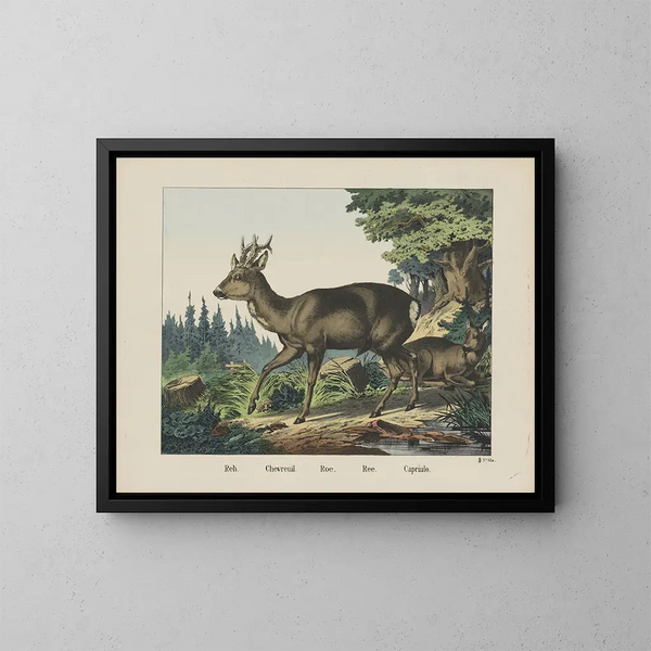Roe - Joseph Scholz — gerahmtes Bild an der Wand