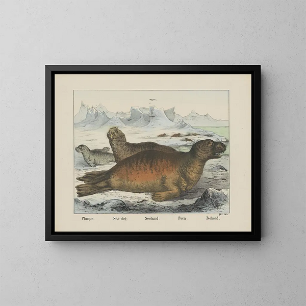 Hund des Meeres - Joseph Scholz — gerahmtes Bild an der Wand