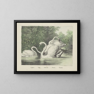 Cygnes - Joseph Scholz — gerahmtes Bild an der Wand