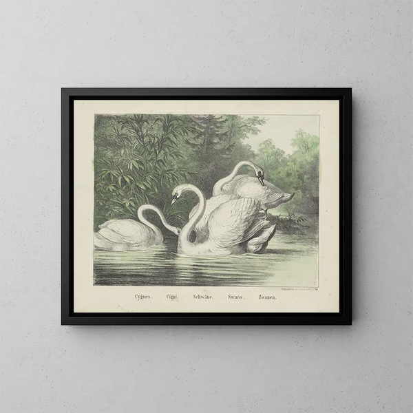 Cygnes - Joseph Scholz — gerahmtes Bild an der Wand