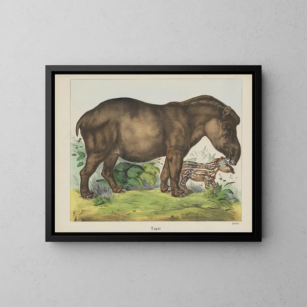Tapir - Joseph Scholz — gerahmtes Bild an der Wand