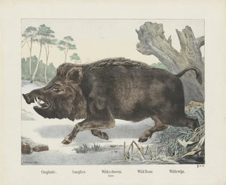 Joseph Scholz - Wild boar.webp