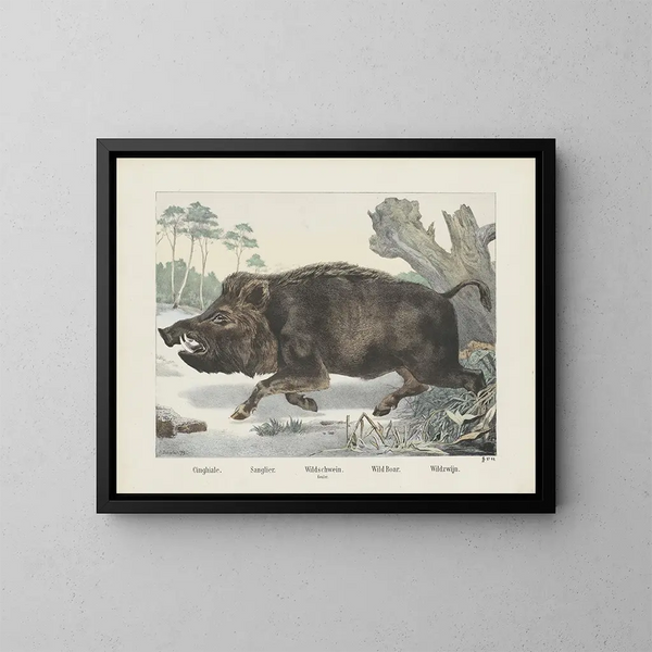 Wildschwein - Joseph Scholz — gerahmtes Bild an der Wand