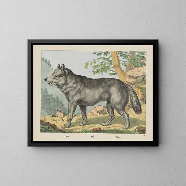 Loup - Joseph Scholz — gerahmtes Bild an der Wand