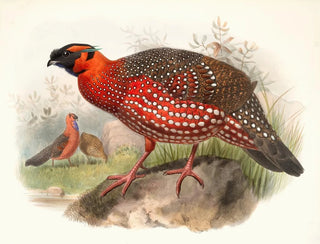 Joseph Smit - Ceriornis satyra.webp