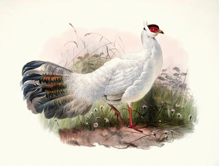 Joseph Smit - Crossoptilon Drouynii.webp